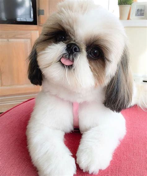 tosa shih tzu.